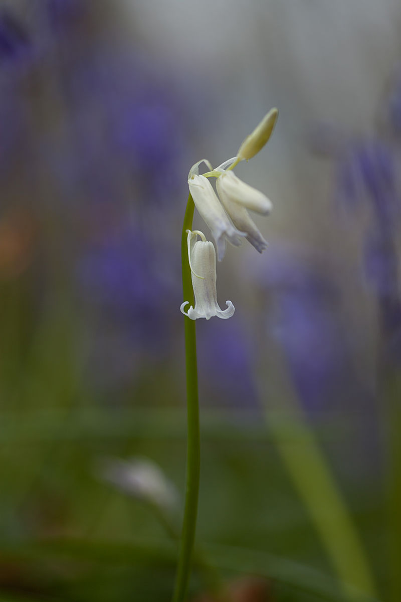 Witte Hyacint in Hallerbos