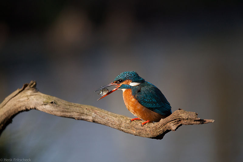 IJsvogel met vis