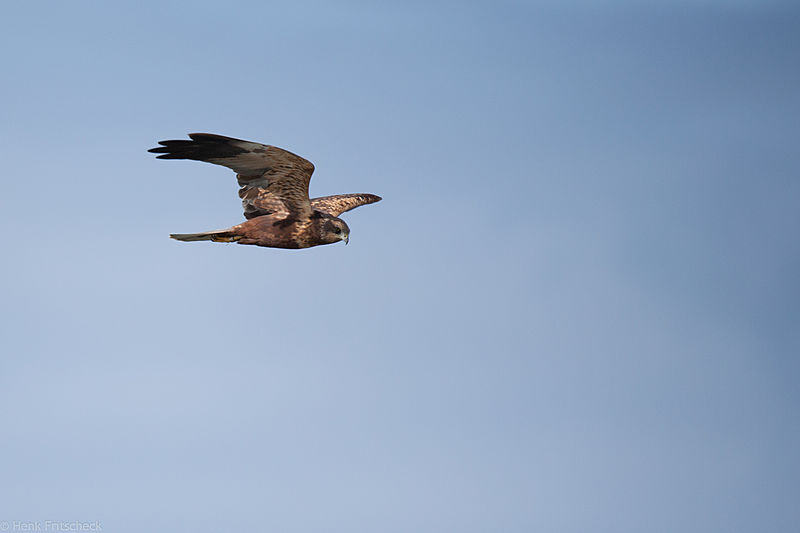 Bruine kiekendief, Circus aeruginosus, Marsh harrier, Rohrweihe