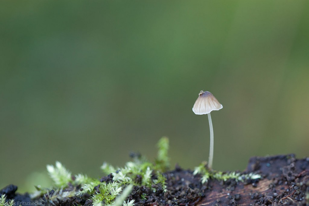Mycena-4313