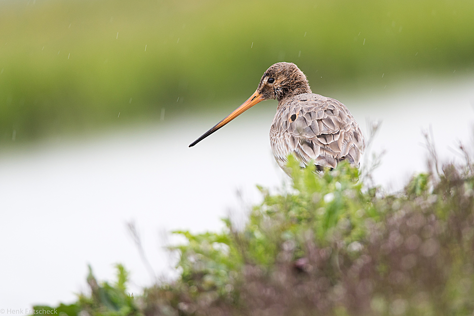 Grutto in de regen