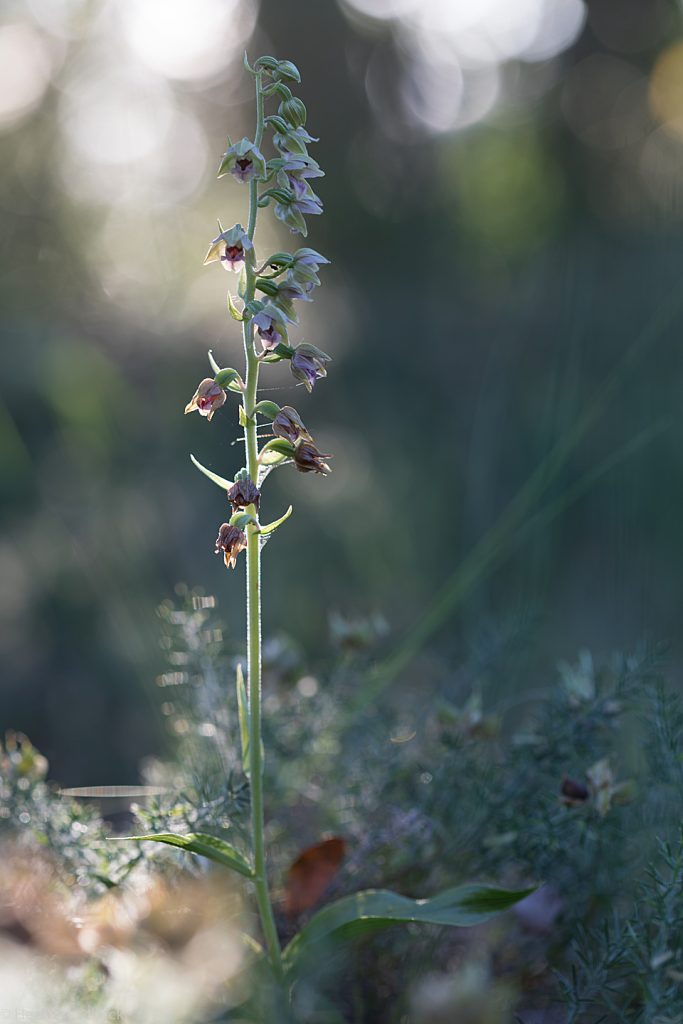 Brede wespenorchis