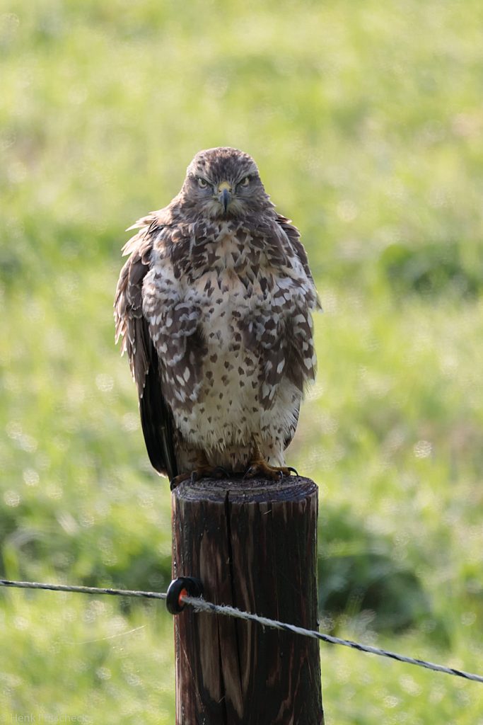 Buizerd
