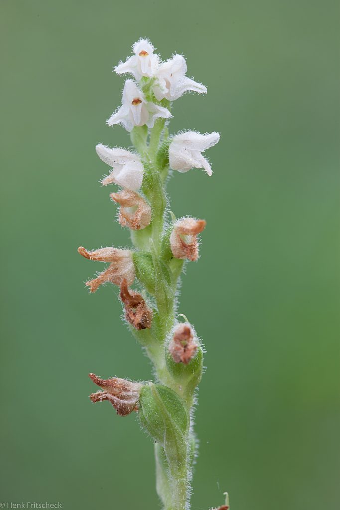 Dennenorchis