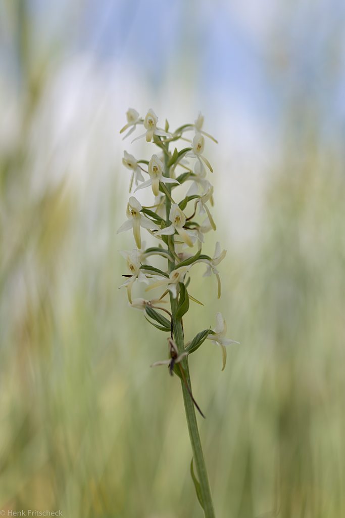 Welriekende nachtorchis