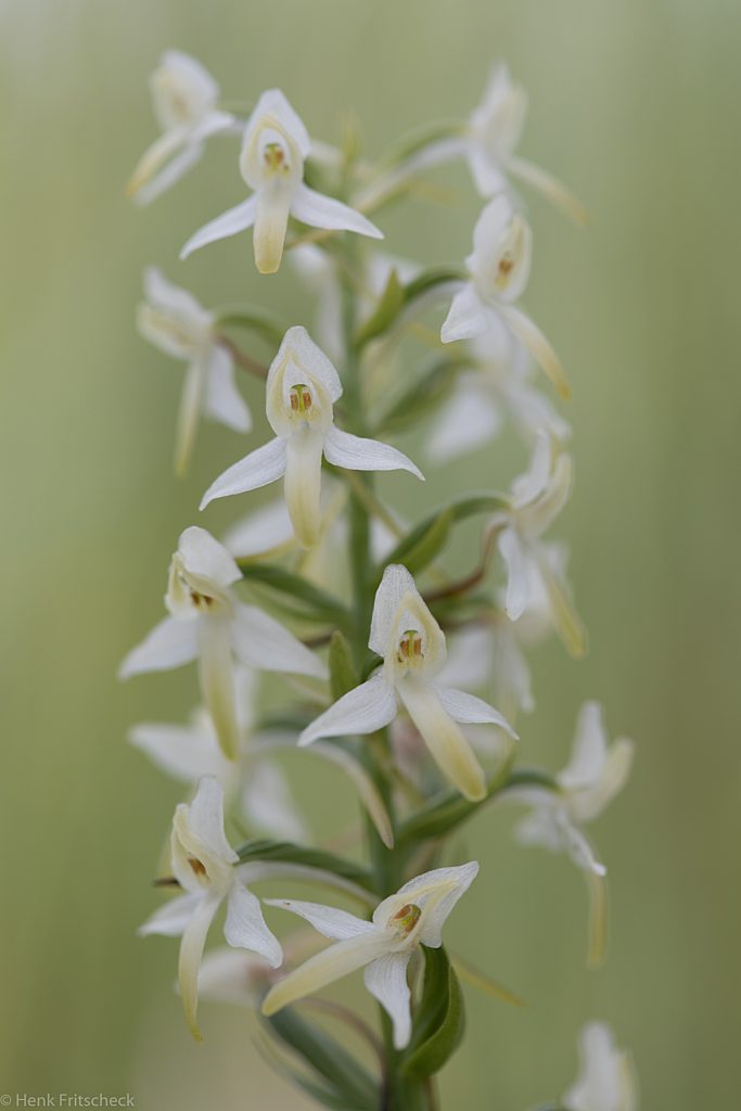 Welriekende nachtorchis