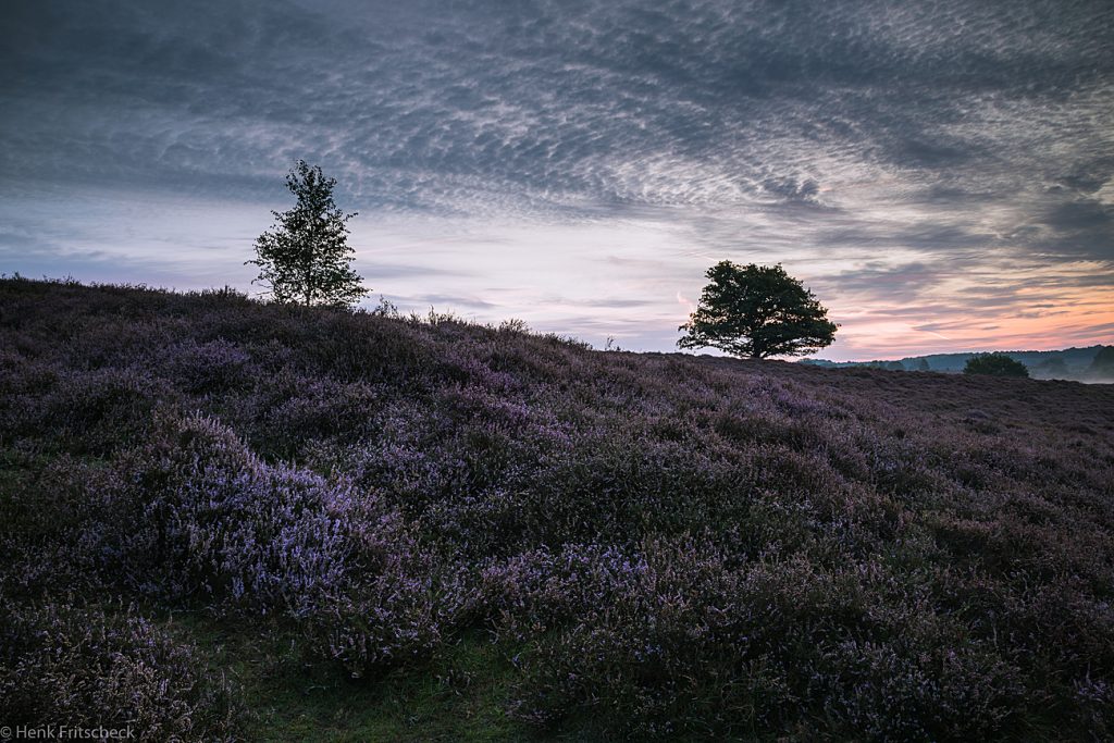 Posbank twee bomen -3560