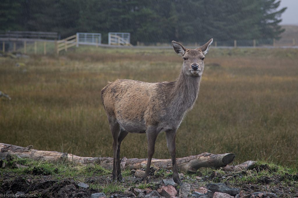 Deer near Kings House Hotel 4425