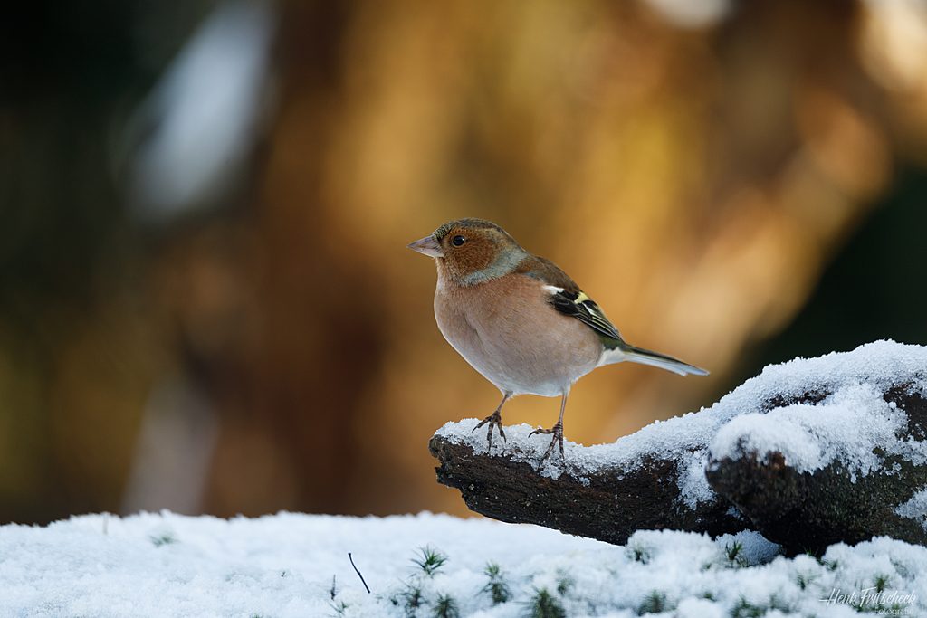 Vink-5781