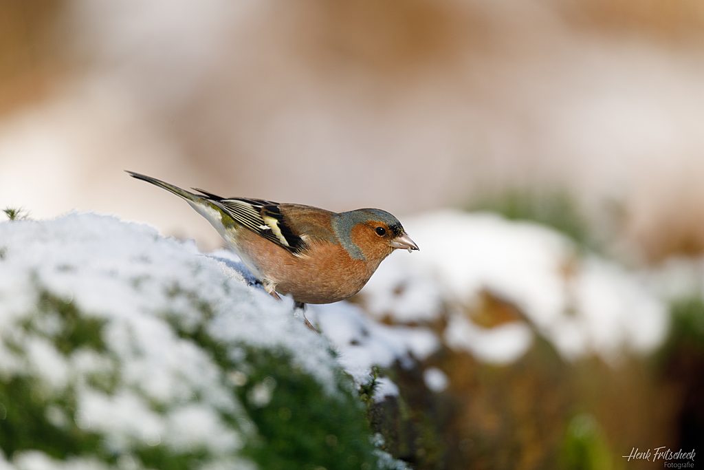 Vink-5998