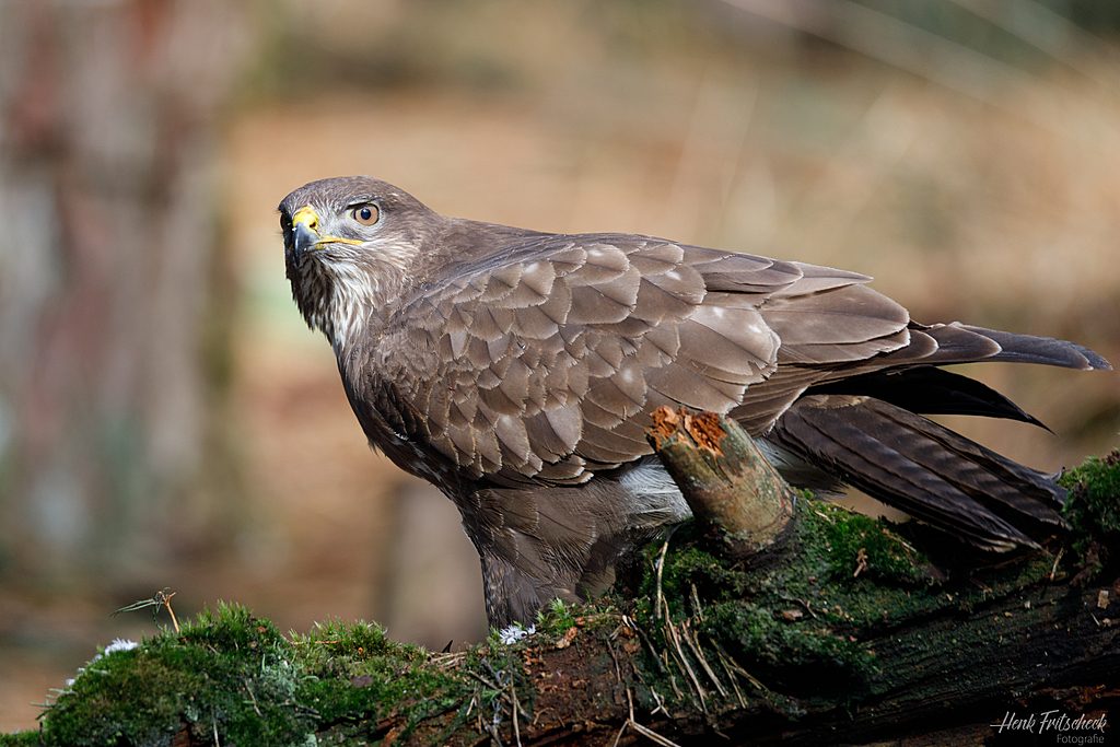 Buizerd-8885