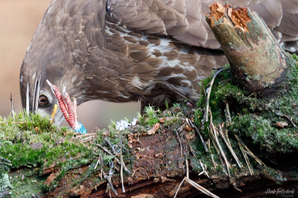 Buizerd close-up met prooi