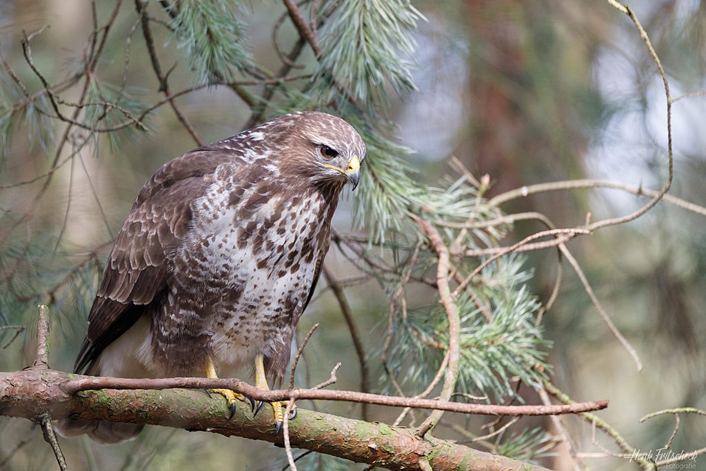 Buizerd op tak-9243