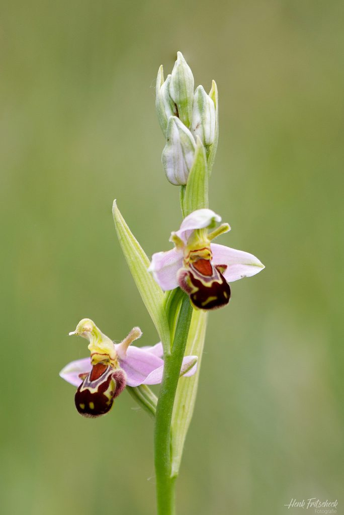 Bijenorchis