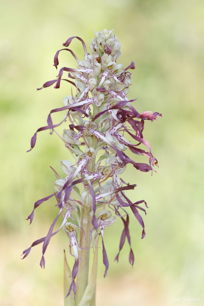 Bokkenorchis