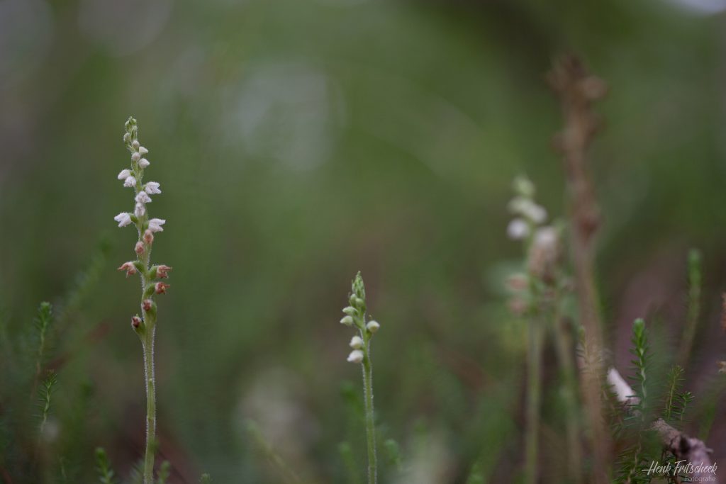 Dennenorchis