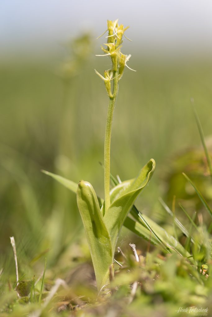Groenknolorchis