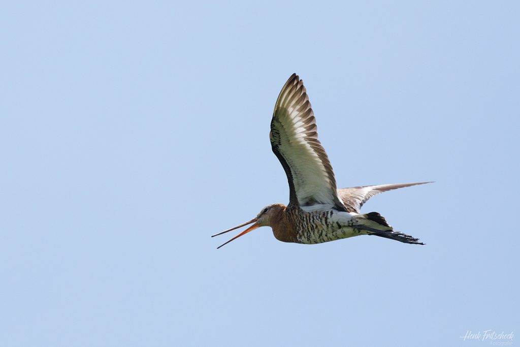 Grutto