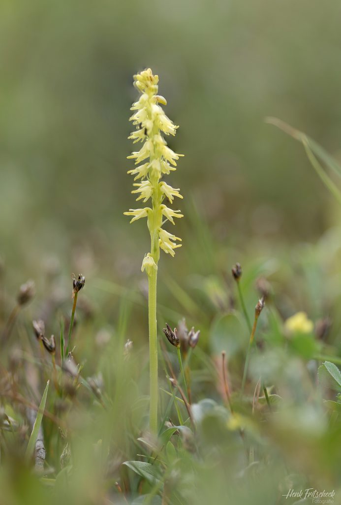 Honingorchis