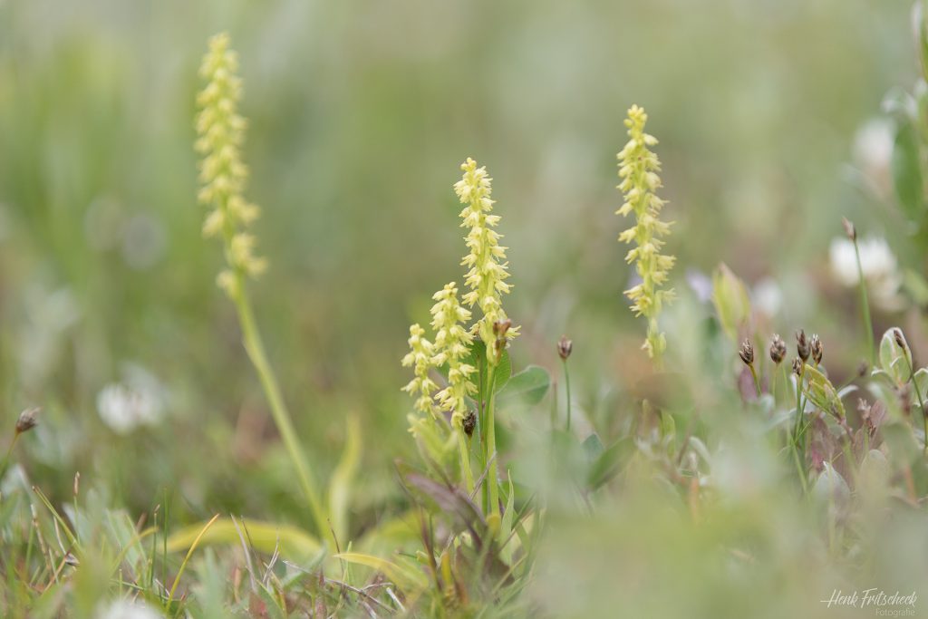Honingorchis-6437