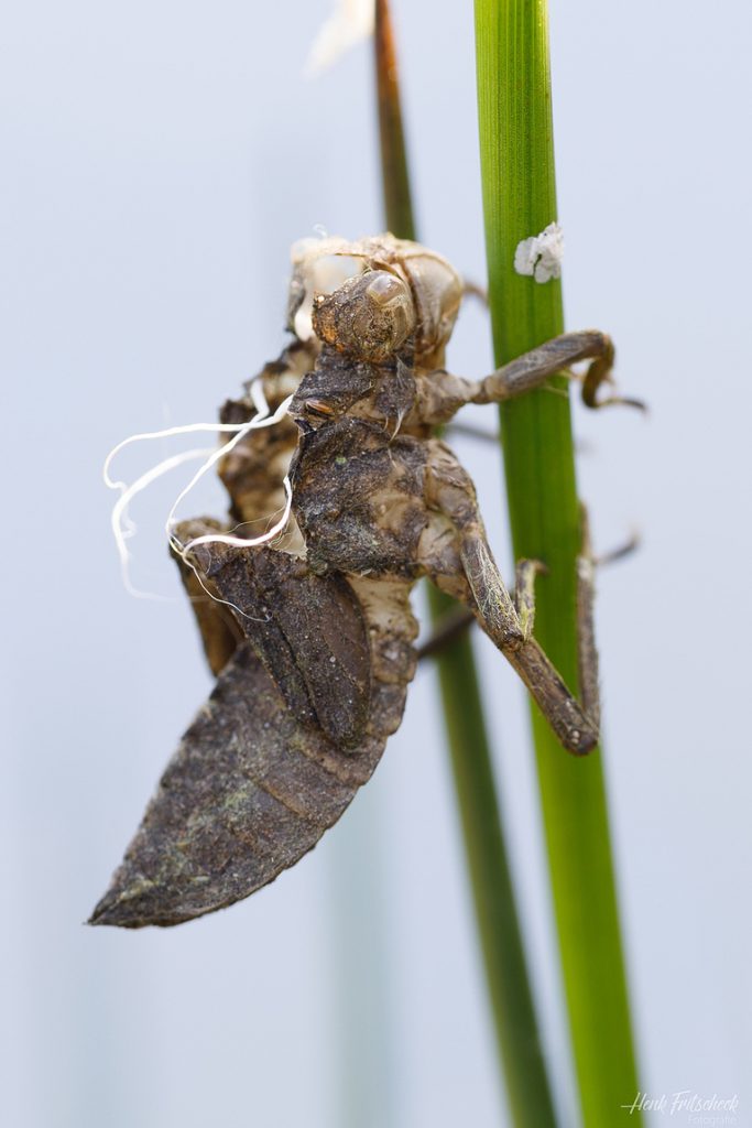 Larvenhuidje van een Viervlek