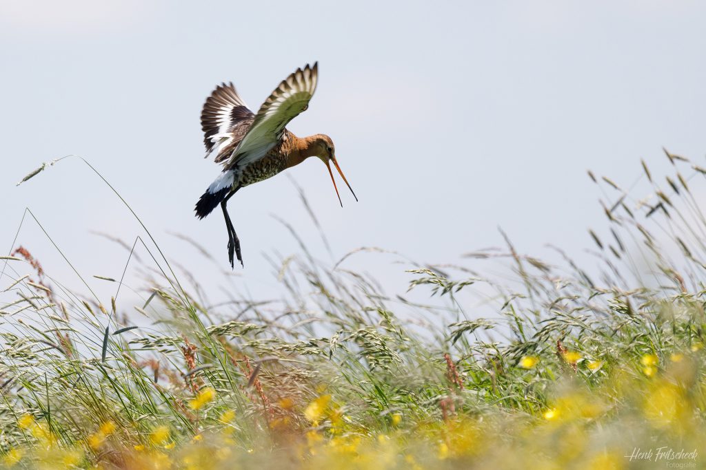 Landende Grutto