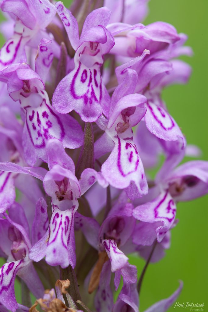Rietorchis