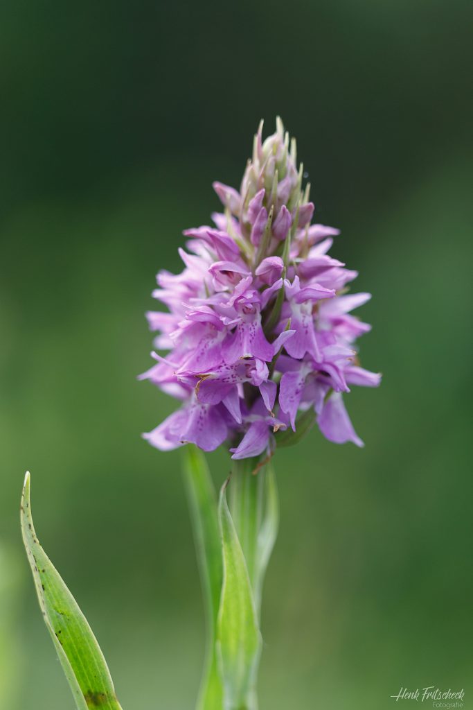 Vleeskleurige orchis