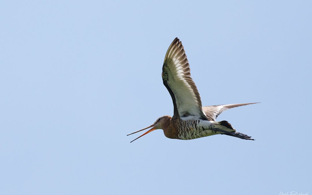 Blog #065 Weidevogels in Friesland