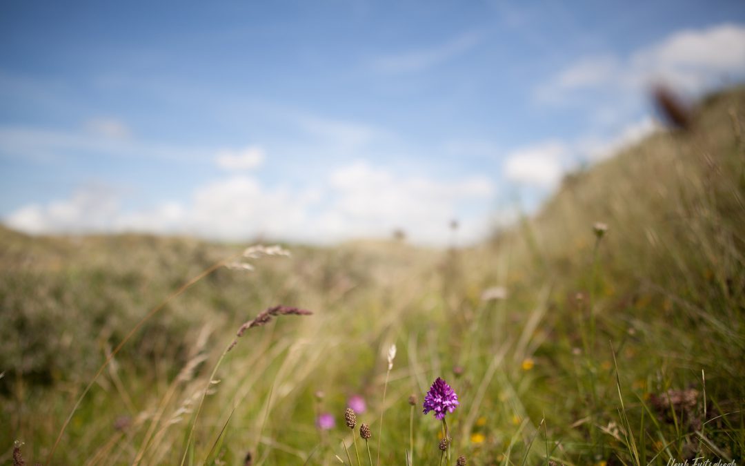 Blog #063 Orchideeën aan de Noord-Hollandse kust