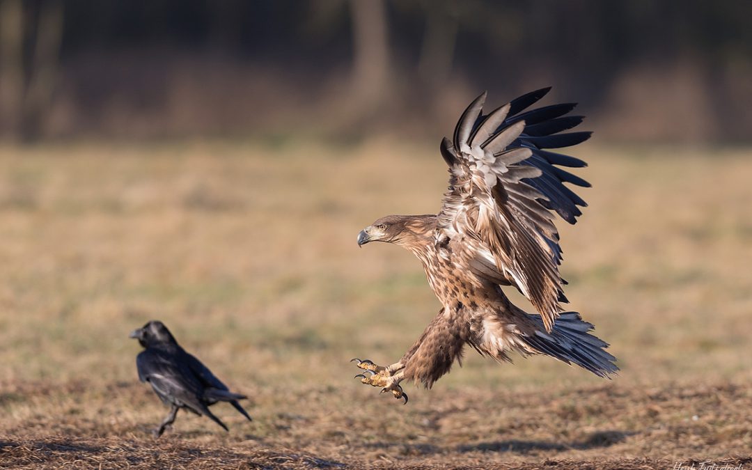 Blog #068 Zeearenden in Polen